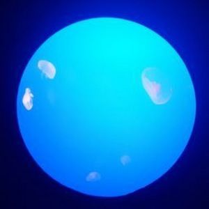 Meet your Posher, Dani